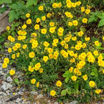 Helianthemum X ‘Ben Fhada’ ou hélianthème jaune