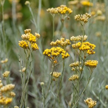 Helichrysum italicum - Immortelle d'Italie
