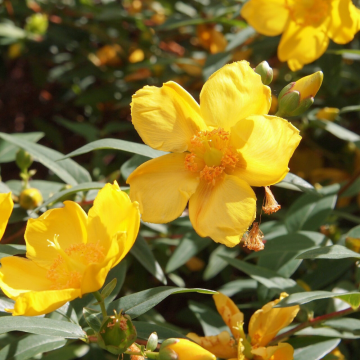 Hypericum Calycinum