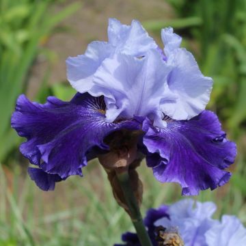 Iris Best Bet