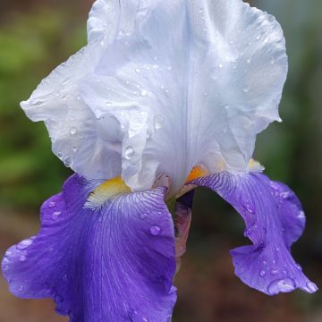 Iris à grandes fleurs Matineta