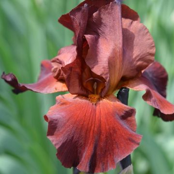 Iris à grandes fleurs Spartan