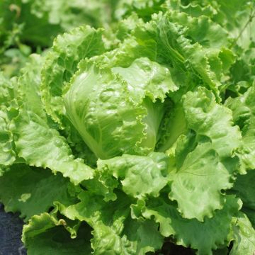 Laitue Batavia type Iceberg Eduardo BIO