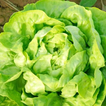 Laitue pommée May Queen BIO Laitue pommée May Queen BIO