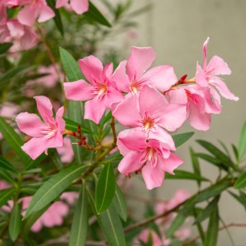 Laurier-rose ou Nerium oleander ‘Margarita’