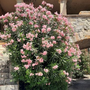 Laurier-rose ou Nerium oleander ‘Provence’ 
