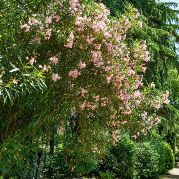 Laurier-rose ou Nerium oleander Tito Poggi