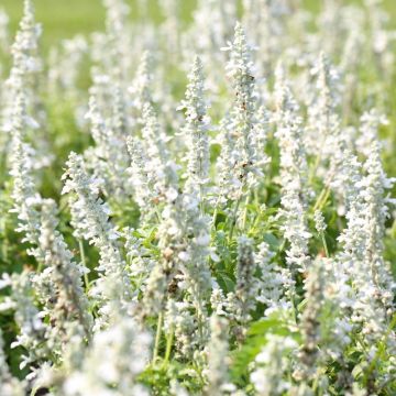 Lavande vraie ou Lavandula angustifolia Ellagance Snow