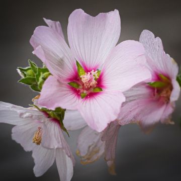 Lavatère Barnsley Baby