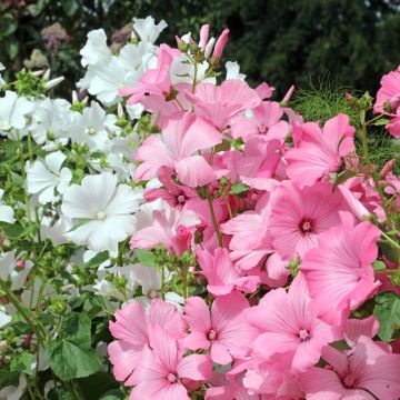 Lavatère variée à grandes fleurs