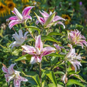 Lis ou Lys oriental Sweet Rosy