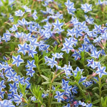 Lithodora diffusa Star