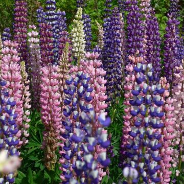 Lupin annuel varié