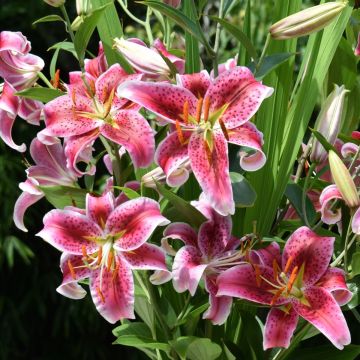 Lis oriental Stargazer