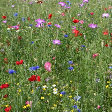 Mélange de fleurs pour gazon japonais