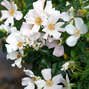 Rosier arbustif Douceur Normande