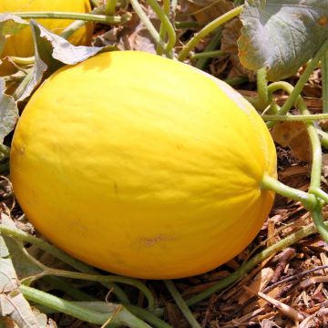 Melon jaune Canaria 3