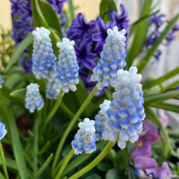 Muscari Peppermint