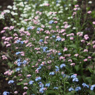 Myosotis des Alpes varié