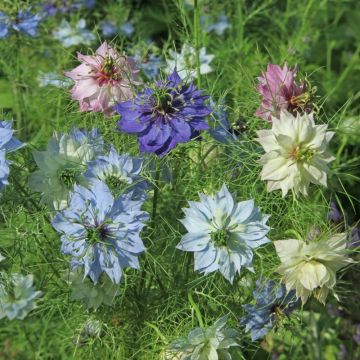 Nigelle de Damas Persian Jewels Mix