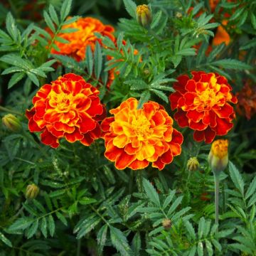 Œillet d’Inde Carmen