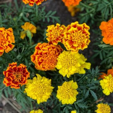 Oeillet d'Inde double nain varié