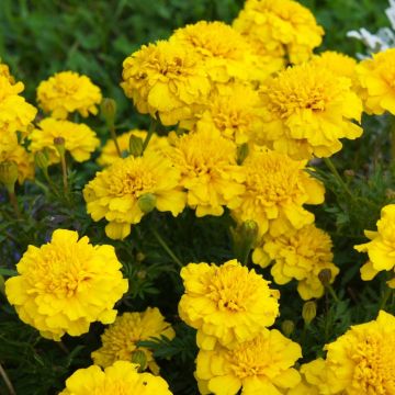 Oeillet d'Inde Globe citron