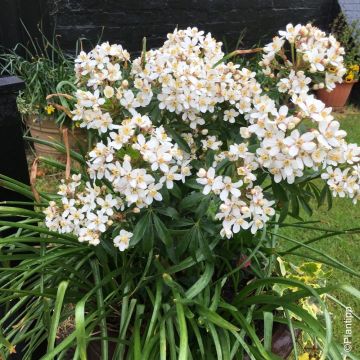 Oranger du Mexique GREENFINGERS ® Lissfing – Choisya ternata