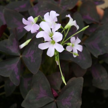 Oxalis triangularis, oxalis pourpre ou Faux-trèfle pourpre