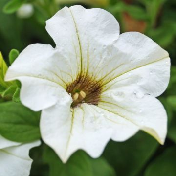 Pétunia SURFINIA ® WHITE ® Késupite