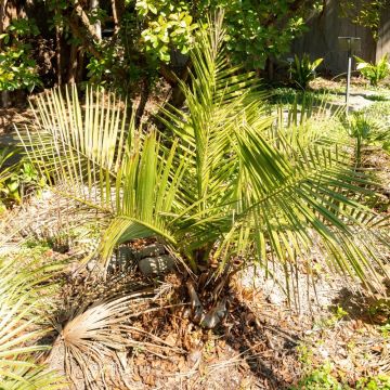 Palmier Jubaea chilensis ou Cocotier du Chili