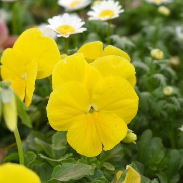 Pensées DELTA PREMIUM sans macule Jaune pur Pensées DELTA PREMIUM sans macule Jaune pur