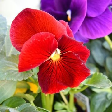 Pensées DELTA PREMIUM sans macule Rouge pur