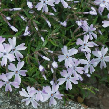 Phlox Subulata Bleu Phlox Subulata Bleu