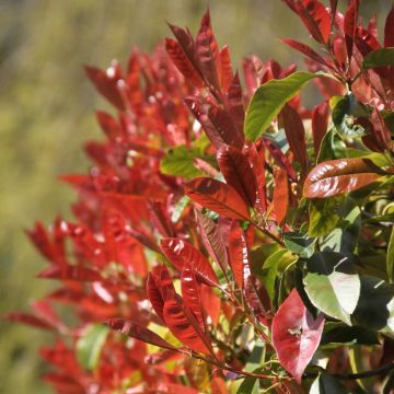 Photinia X fraseri 'Red Robin'