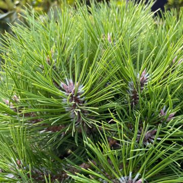Pinus nigra BREPO ® Pierrick Bregeon