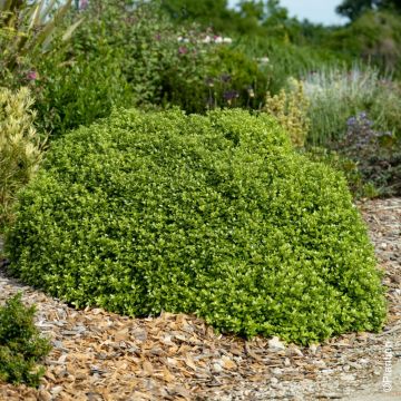 Pittosporum à petites feuilles Beach Ball