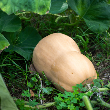 Courge Butternut