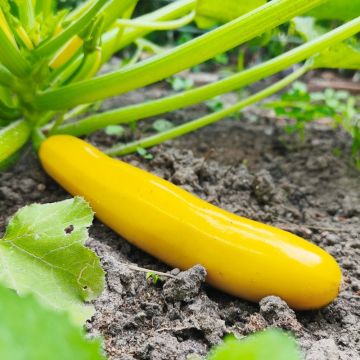 Plant de courgette jaune Sunlight F1