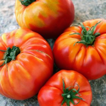 Tomate Delizia F1 type Marmande
