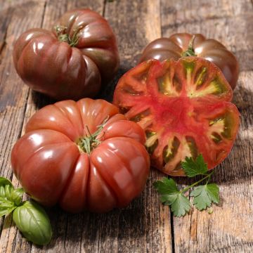 Plant de tomate Marnero F1 (type Noire de Crimée) greffé