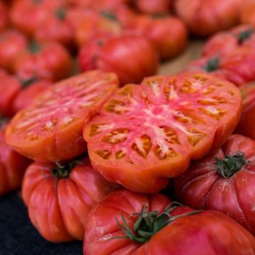 Plant de tomate Marnero F1 (type Noire de Crimée) greffé