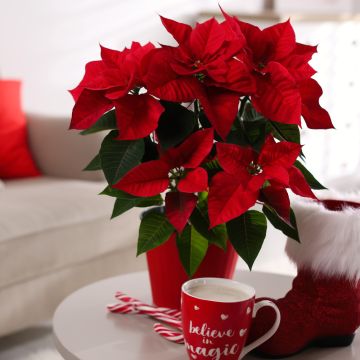 Etoile de noël