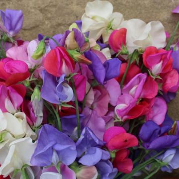 Pois de senteur nain