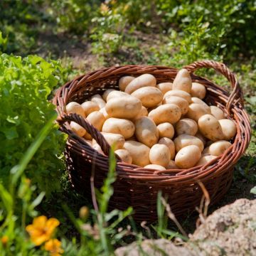 Pomme de terre Belle de Fontenay