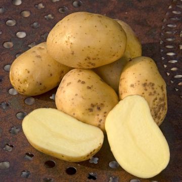 Pomme de terre Monalisa