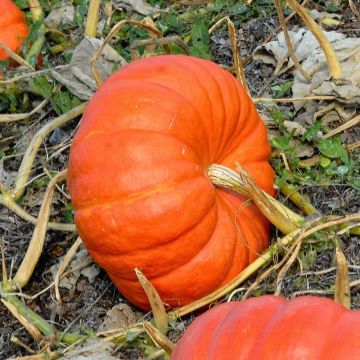 Potiron rouge vif d'Etampes