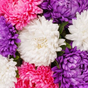 Reine-Marguerite Beauté variée