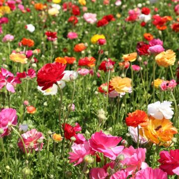 Renoncules en mélange