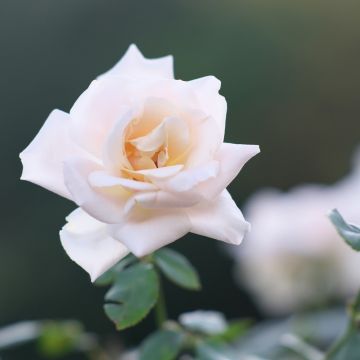 Rosier à grandes fleurs Michele Meilland en racines nues